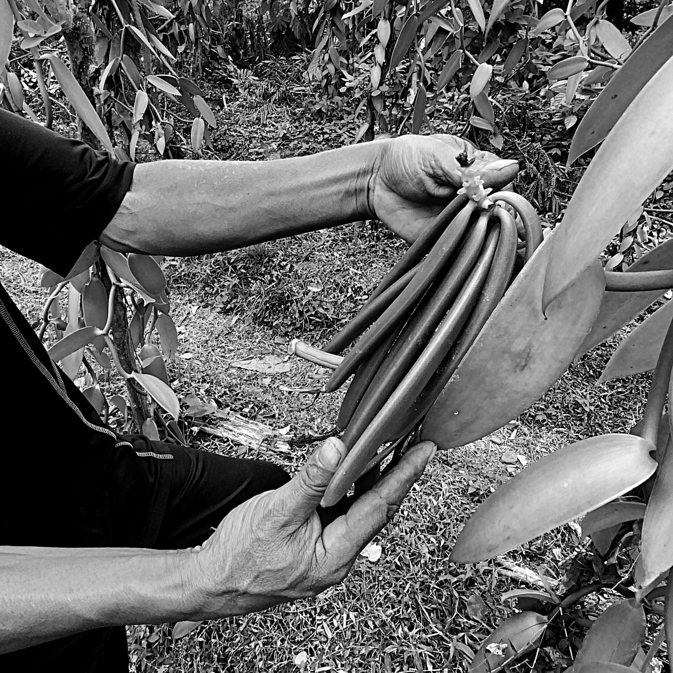 Vanilla Farmer Holding Green Vanilla Beans | vanil a bean